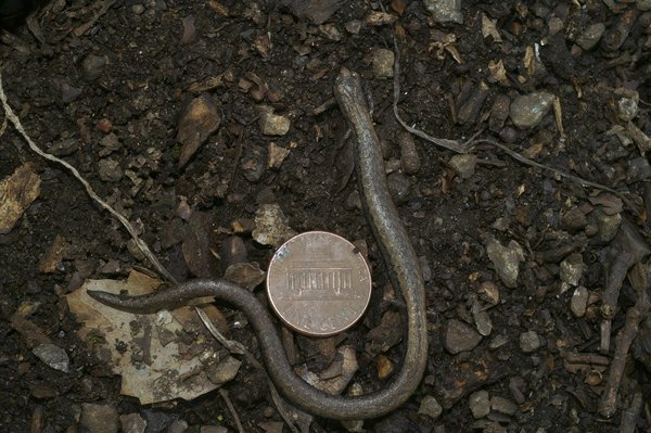 Comparaison outils assurance auto : dénichez le meilleur tarif